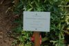 Hamburg-Planten-un-Blomen-120904-DSC_0198.JPG