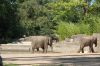 Tierpark Hagenbeck-Hamburg-120904-DSC_0781.JPG