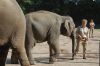 Tierpark Hagenbeck-Hamburg-120904-DSC_0825.JPG