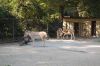 Tierpark Hagenbeck-Hamburg-120904-DSC_0834.JPG