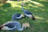 Tierpark Hagenbeck-Hamburg-B-120904-DSC_0160.JPG