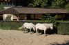 Tierpark Hagenbeck-Hamburg-B-120904-DSC_0242.JPG